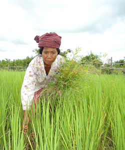 Projet Cambodge